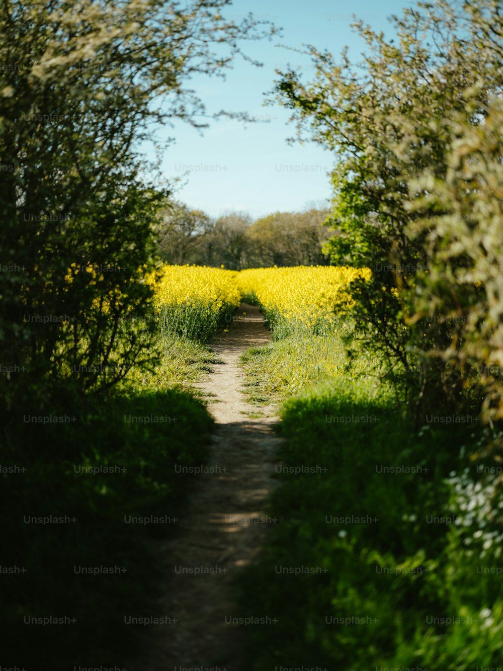 黄色い花畑を通る未舗装の小道
