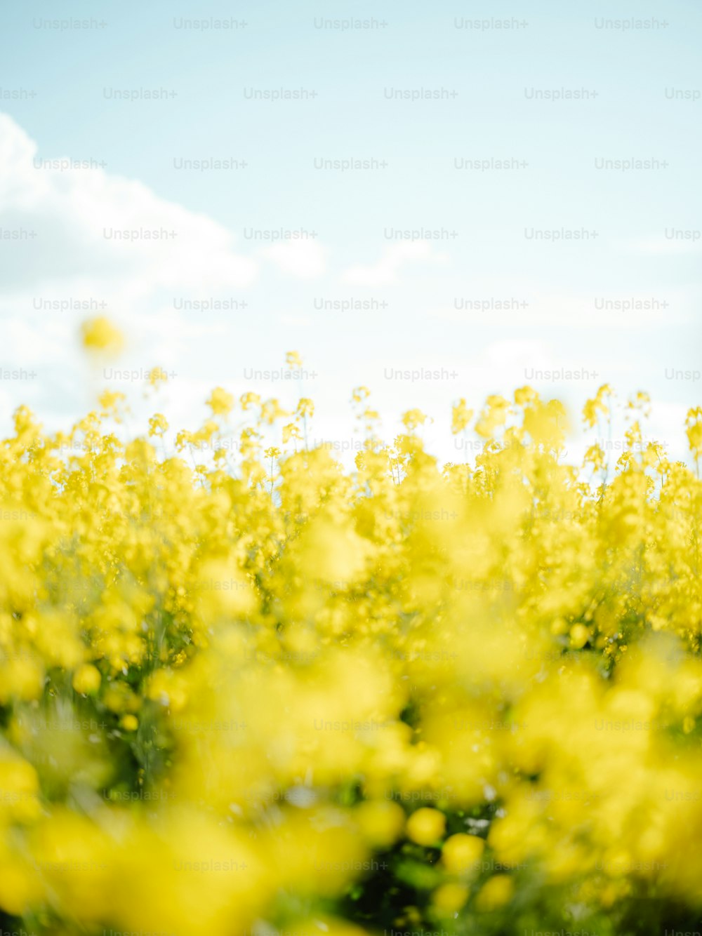 a field full of yellow flowers under a blue sky