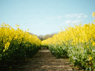 a dirt road surrounded by yellow flowers under a blue sky