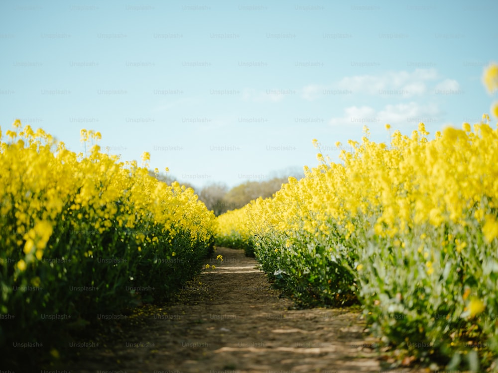 a dirt road surrounded by yellow flowers under a blue sky