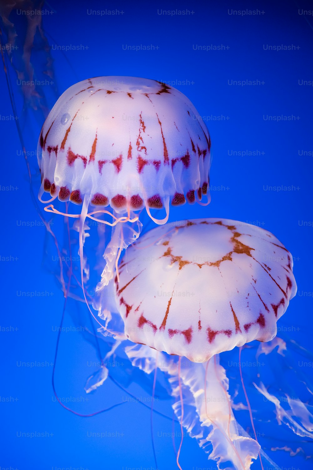 a couple of jellyfish are swimming in the water