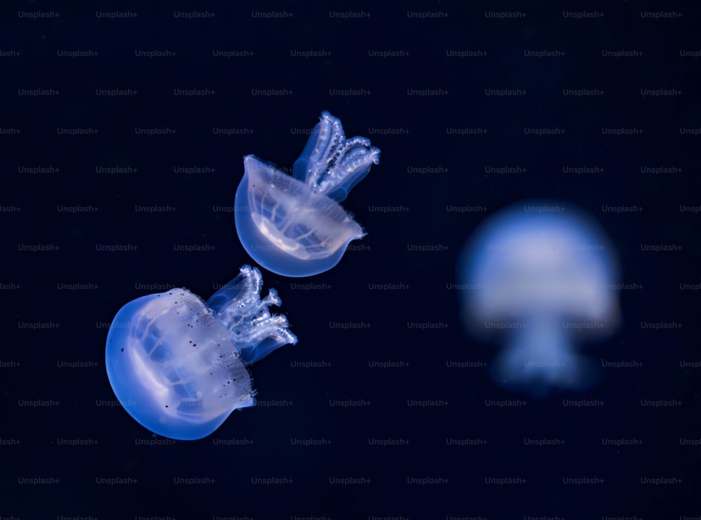 Un par de medusas flotando en el agua