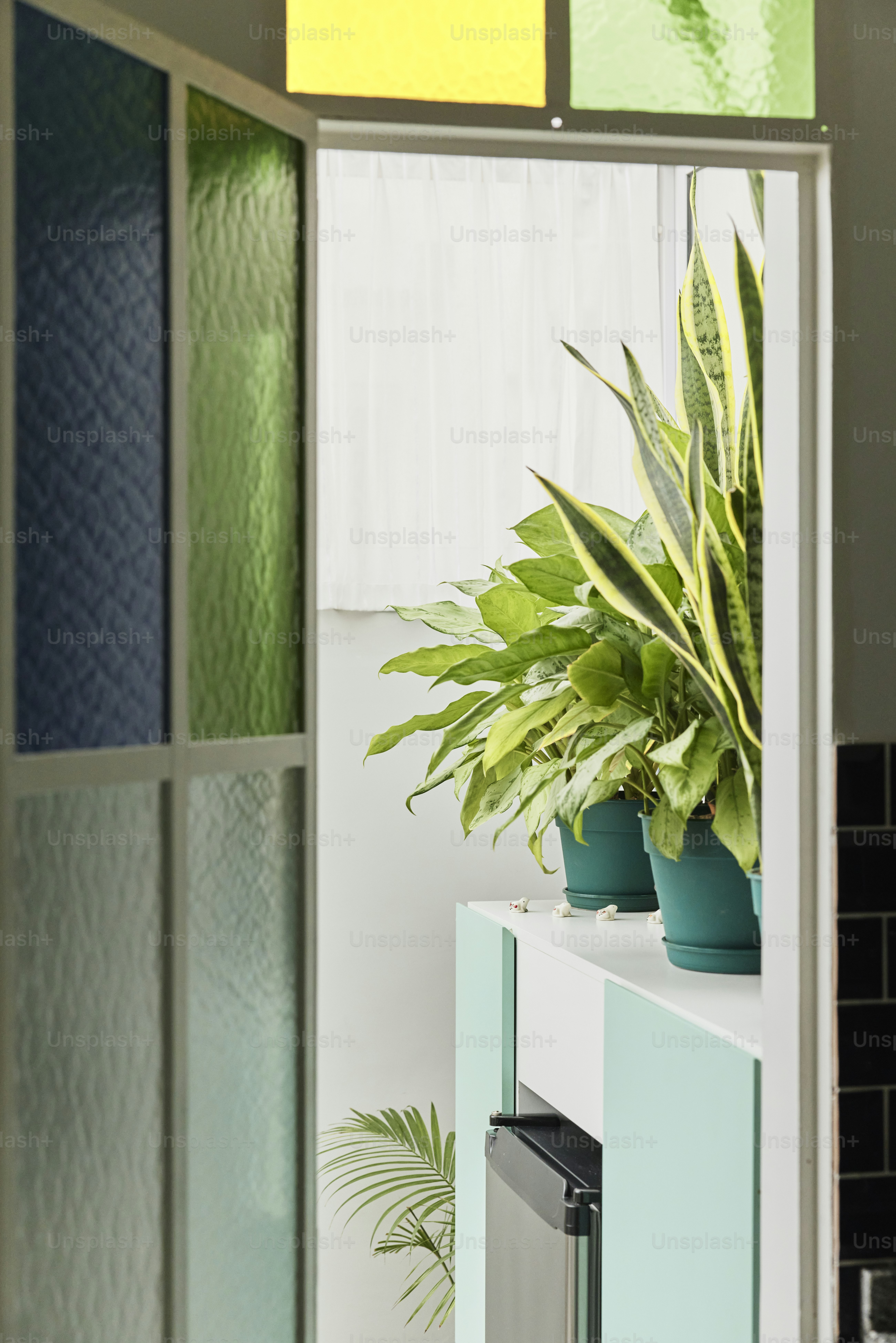 白いキャビネットの上に座っている緑の植物