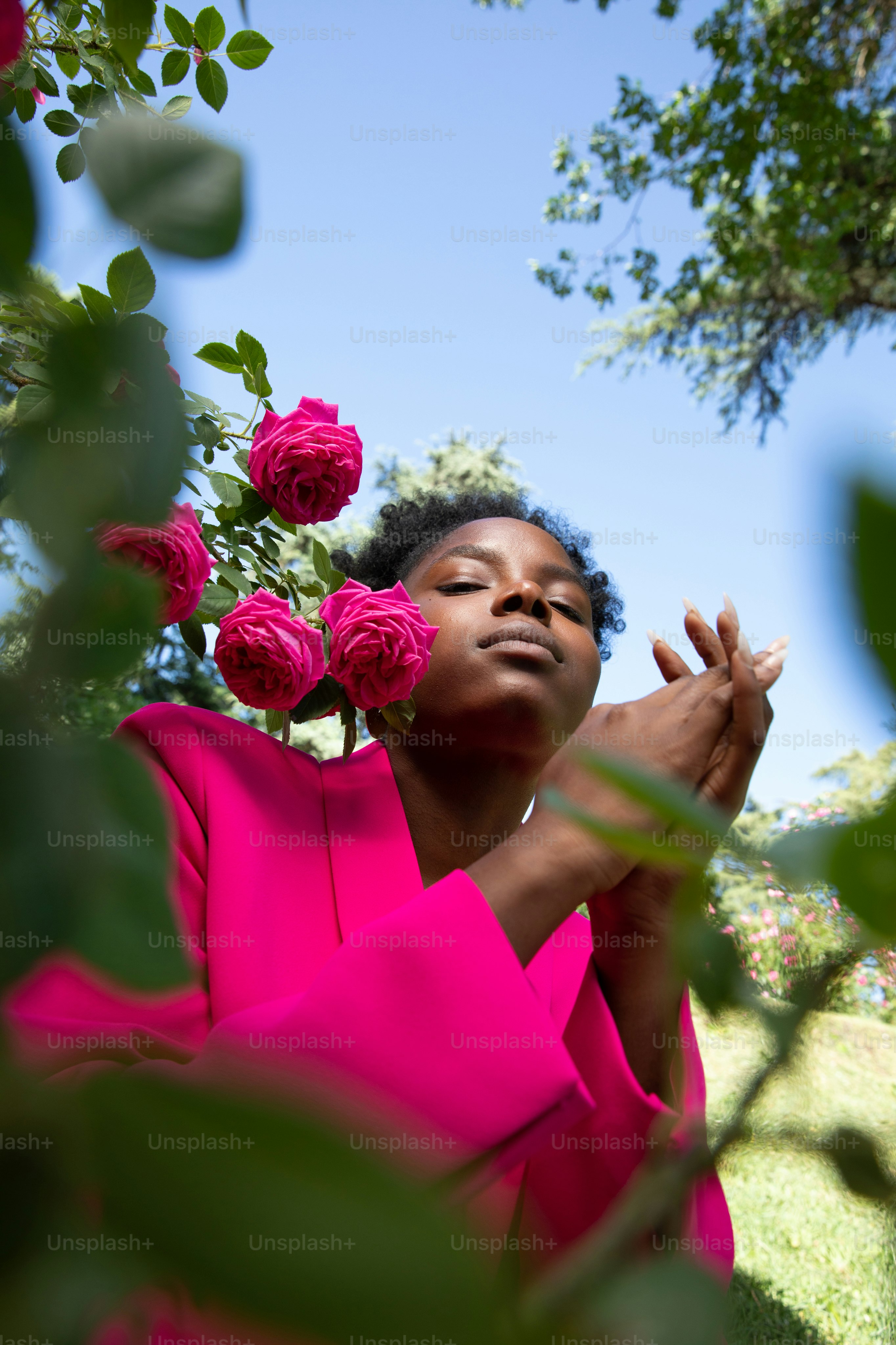 バラ畑に立つピンクのドレスを着た女性