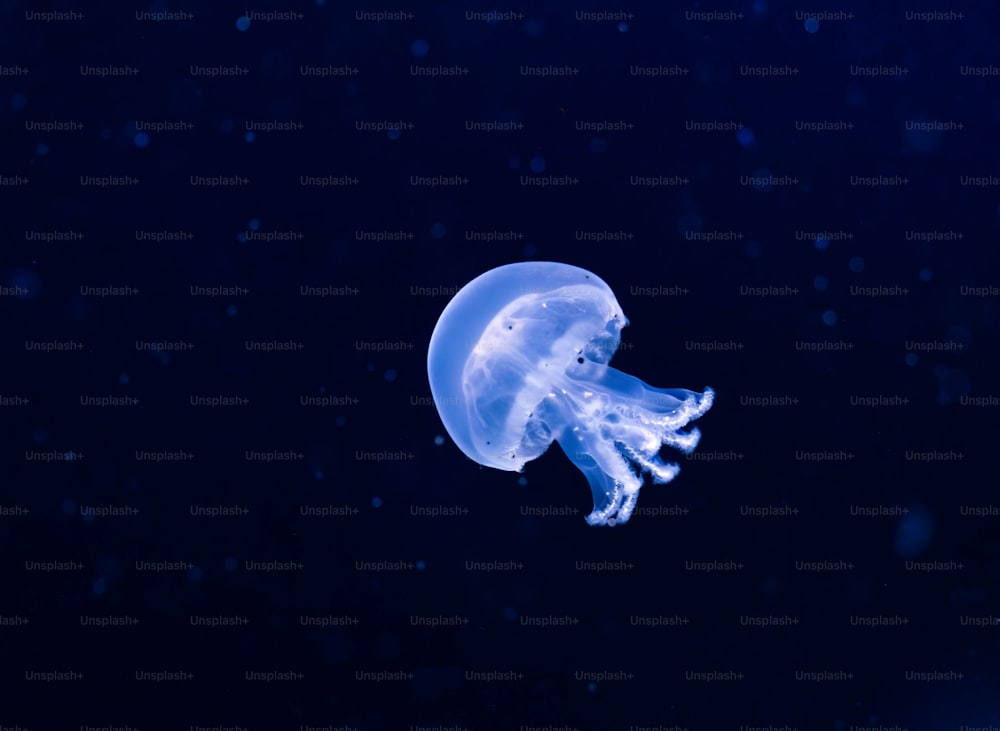 uma água-viva azul flutuando na água escura