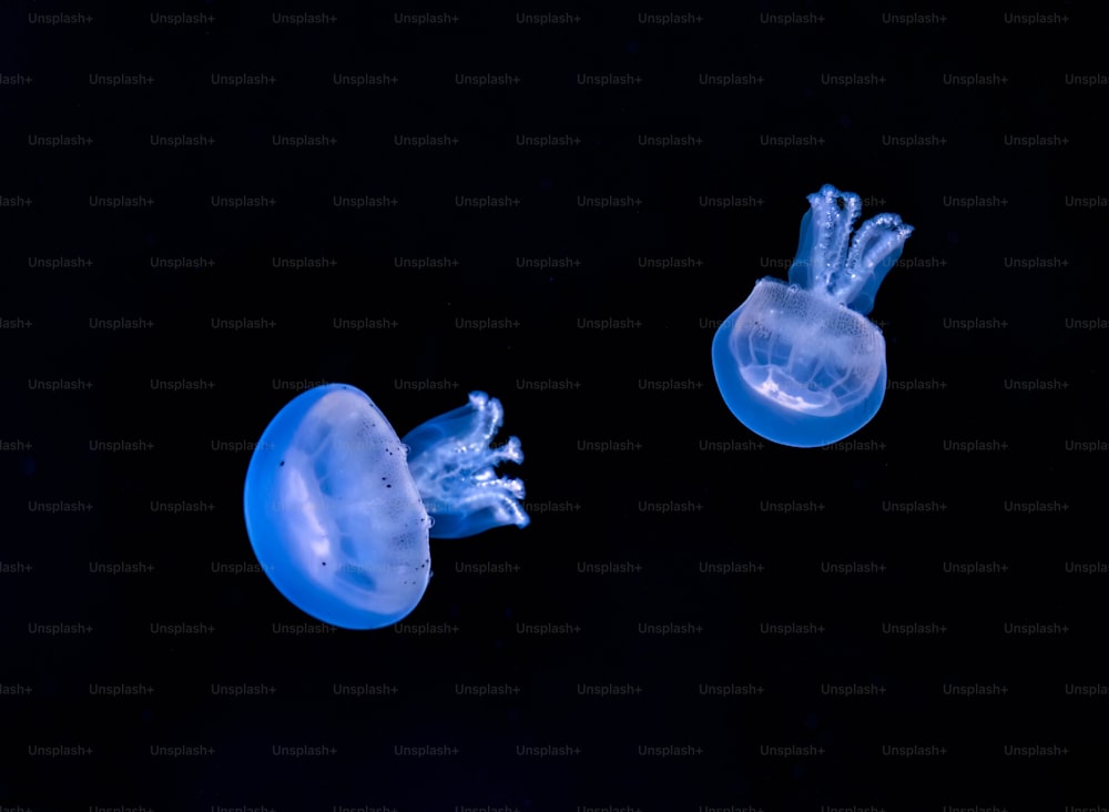 a couple of jellyfish floating in the dark