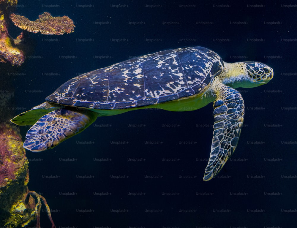 a green turtle swimming in an aquarium