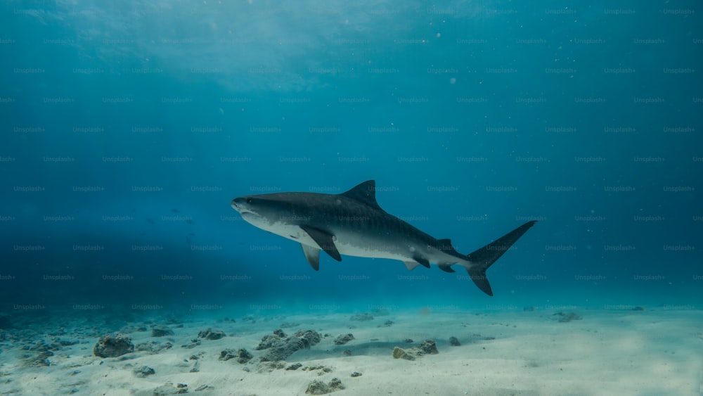 a shark swims through the water in the ocean