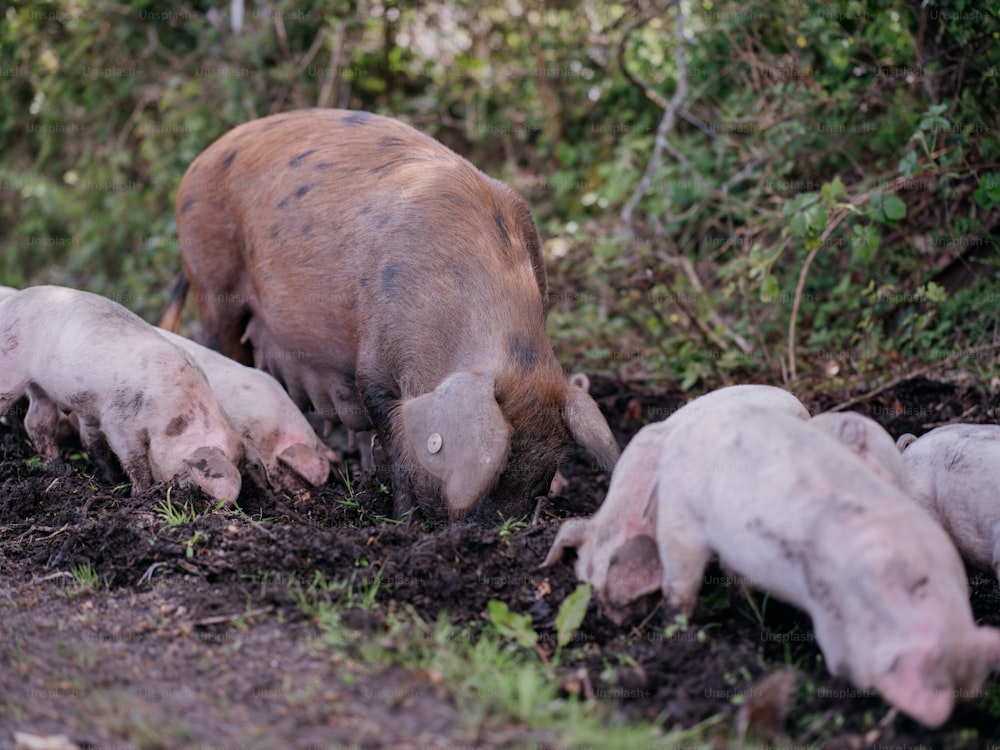 a group of pigs standing on top of a dirt field
