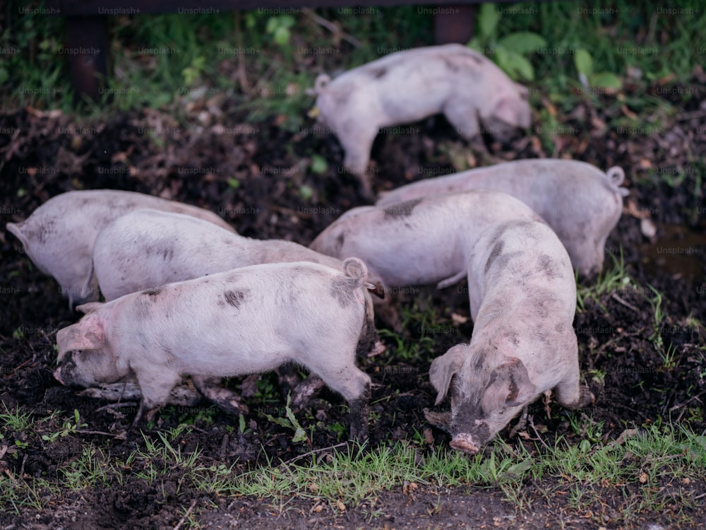 a group of pigs standing on top of a grass covered field