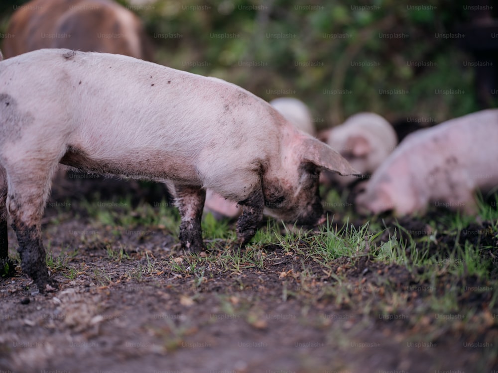 Eine Gruppe von Schweinen, die auf einem üppig grünen Feld stehen