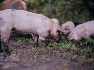 緑豊かな野原の上に立つ豚の群れ
