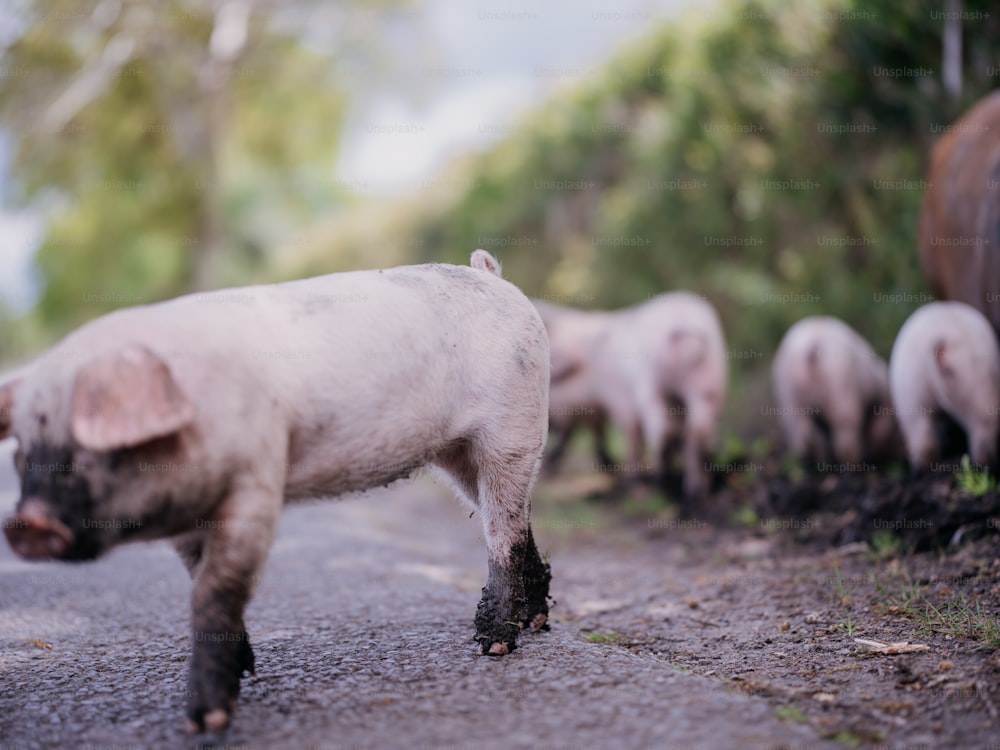 Un groupe de cochons marchant sur une route