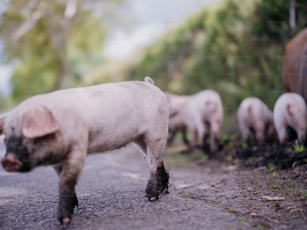 a group of pigs walking down a road