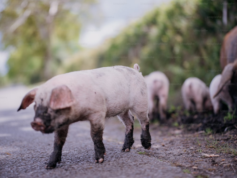 a small pig walking down a road next to a herd of sheep