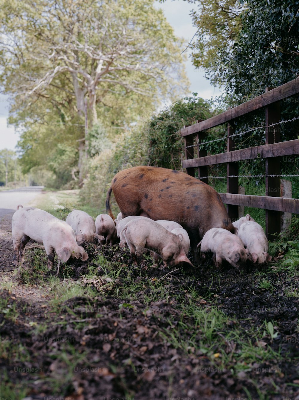 울타리가 쳐진 지역에 있는 돼지와 아기 돼지