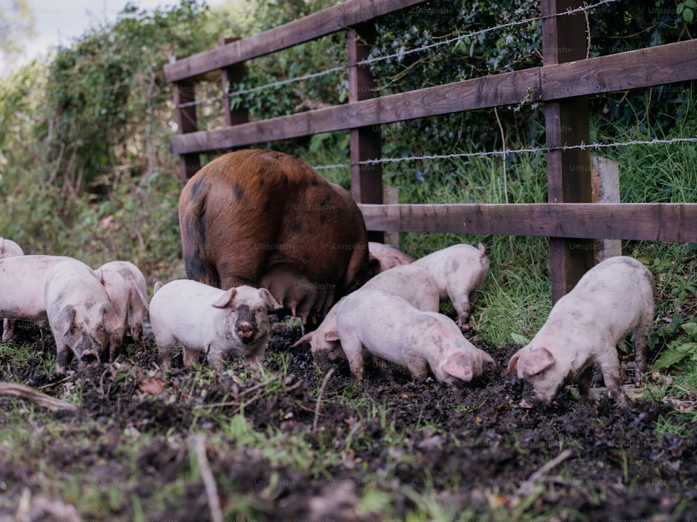 Eine Schweineherde, die auf einem üppig grünen Feld steht