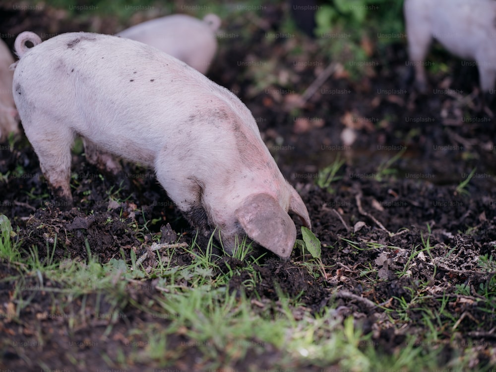 um grupo de porcos em cima de um campo coberto de grama