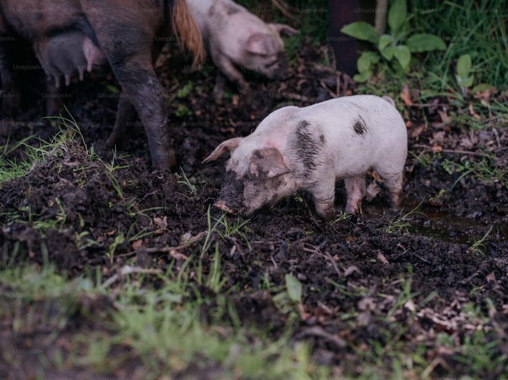um par de porcos que estão de pé na sujeira