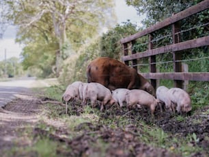 a herd of sheep standing next to a wooden fence