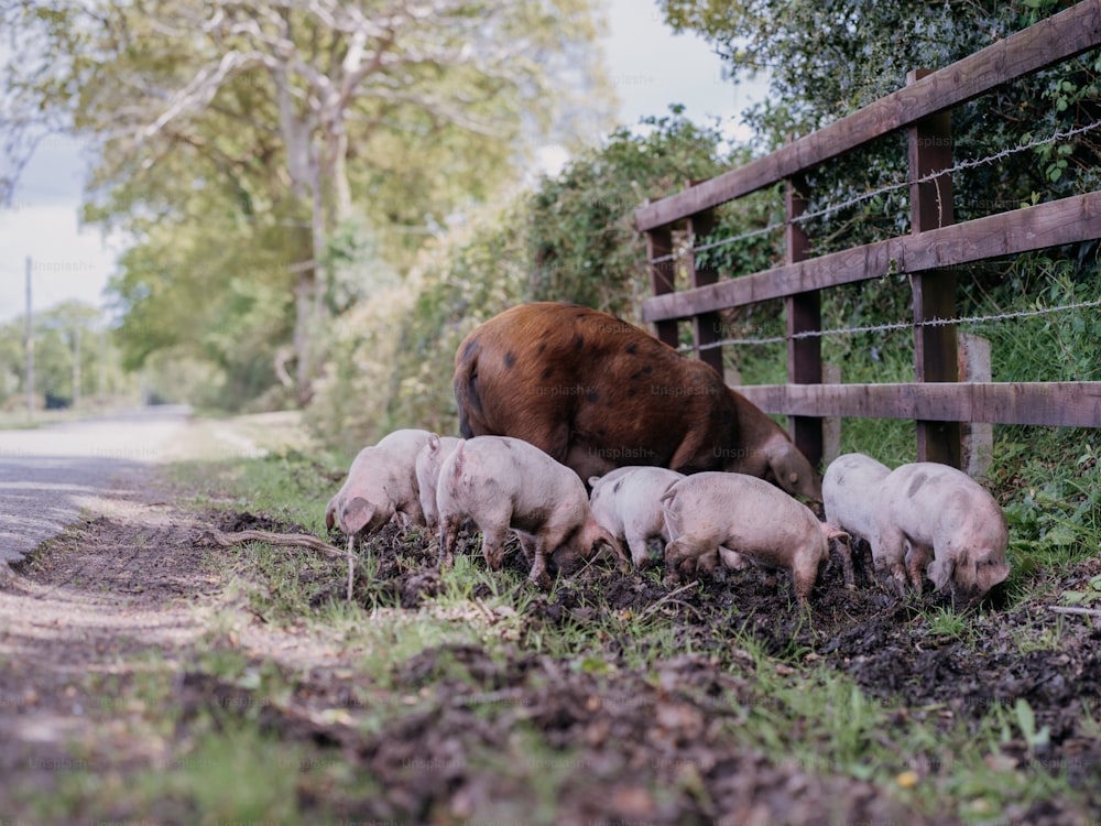 a herd of sheep standing next to a wooden fence