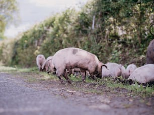 a herd of sheep grazing on grass next to a road