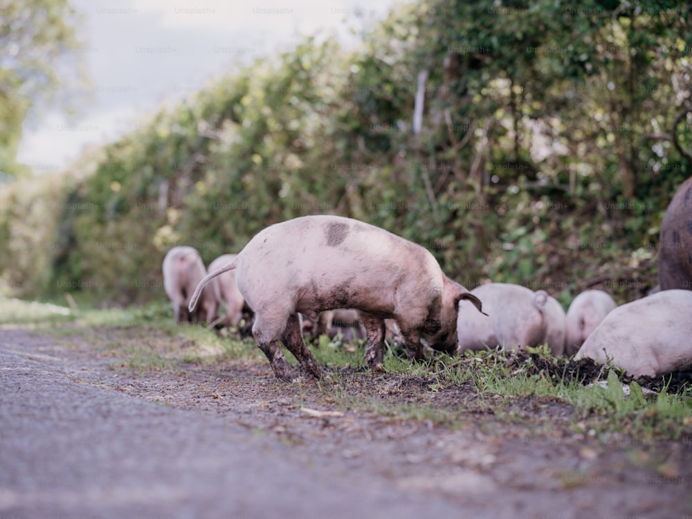 a herd of sheep grazing on grass next to a road