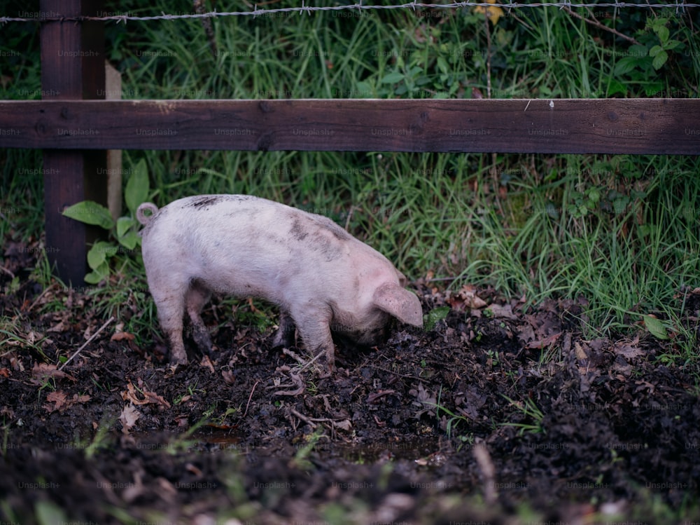 小さな豚が土の中に立っている