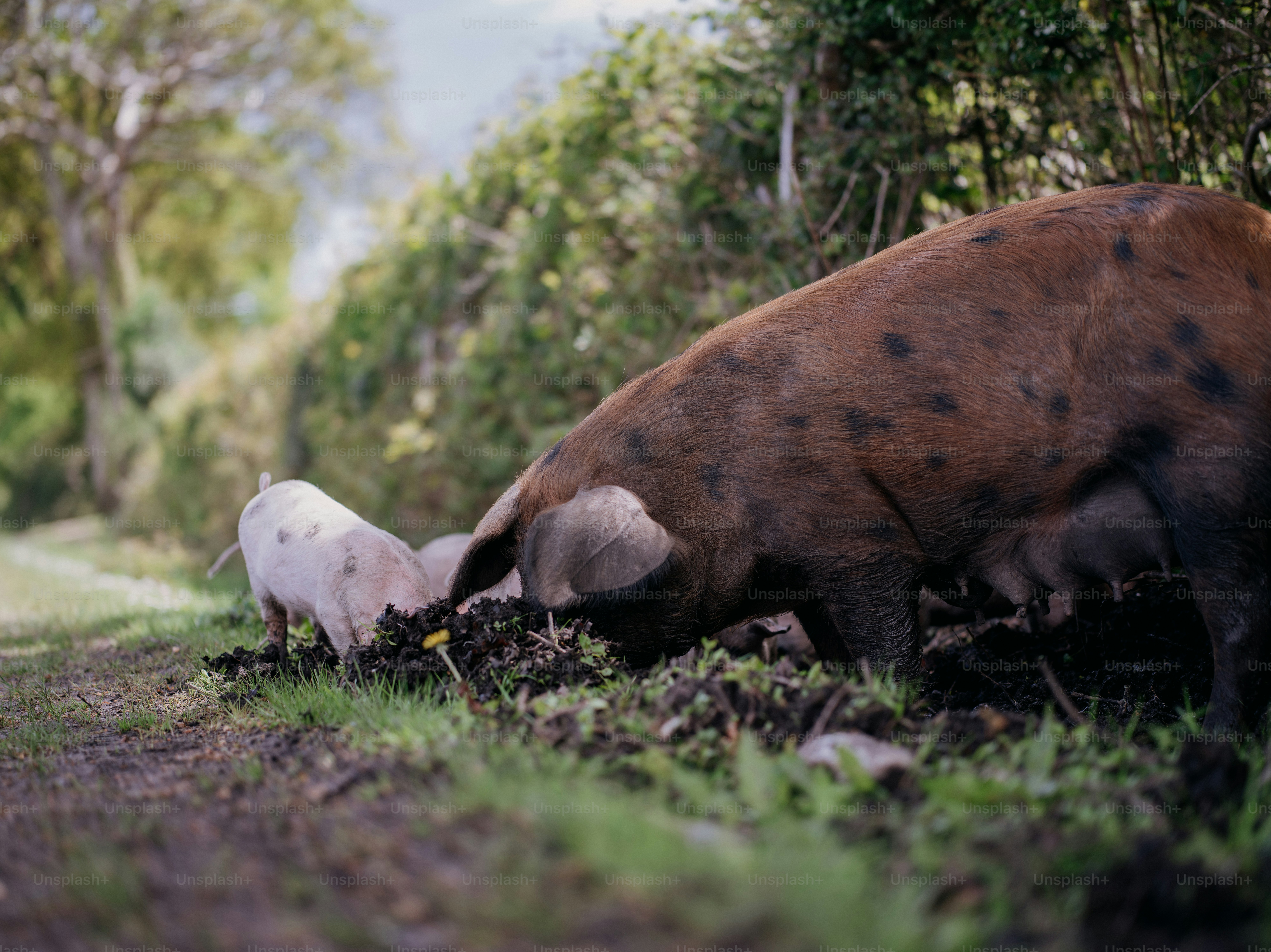 un couple d’animaux qui se tiennent dans l’herbe