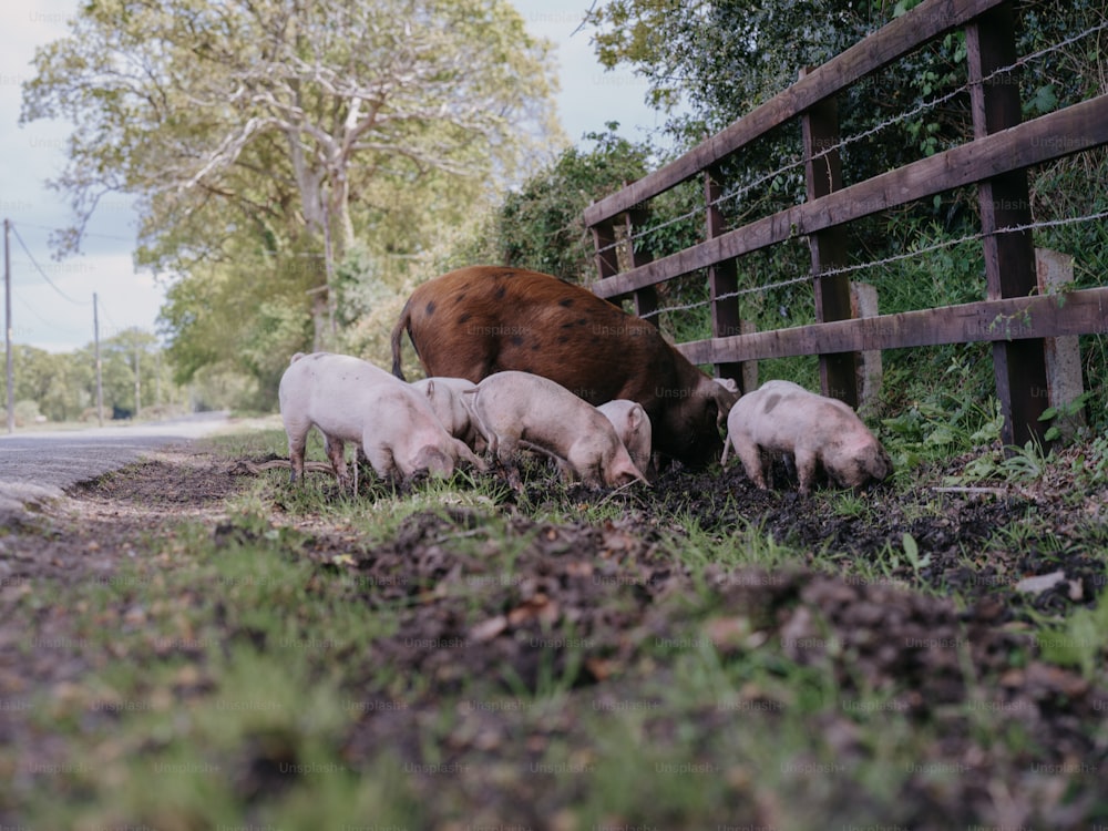 Un troupeau de moutons broutant sur l’herbe au bord d’une route