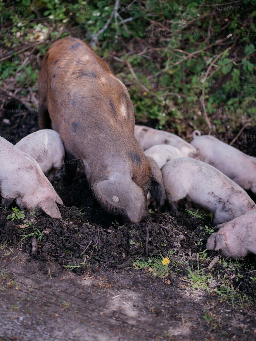 a group of pigs that are laying down in the dirt
