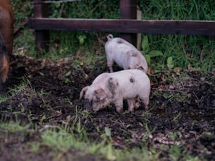 a couple of pigs standing on top of a dirt field