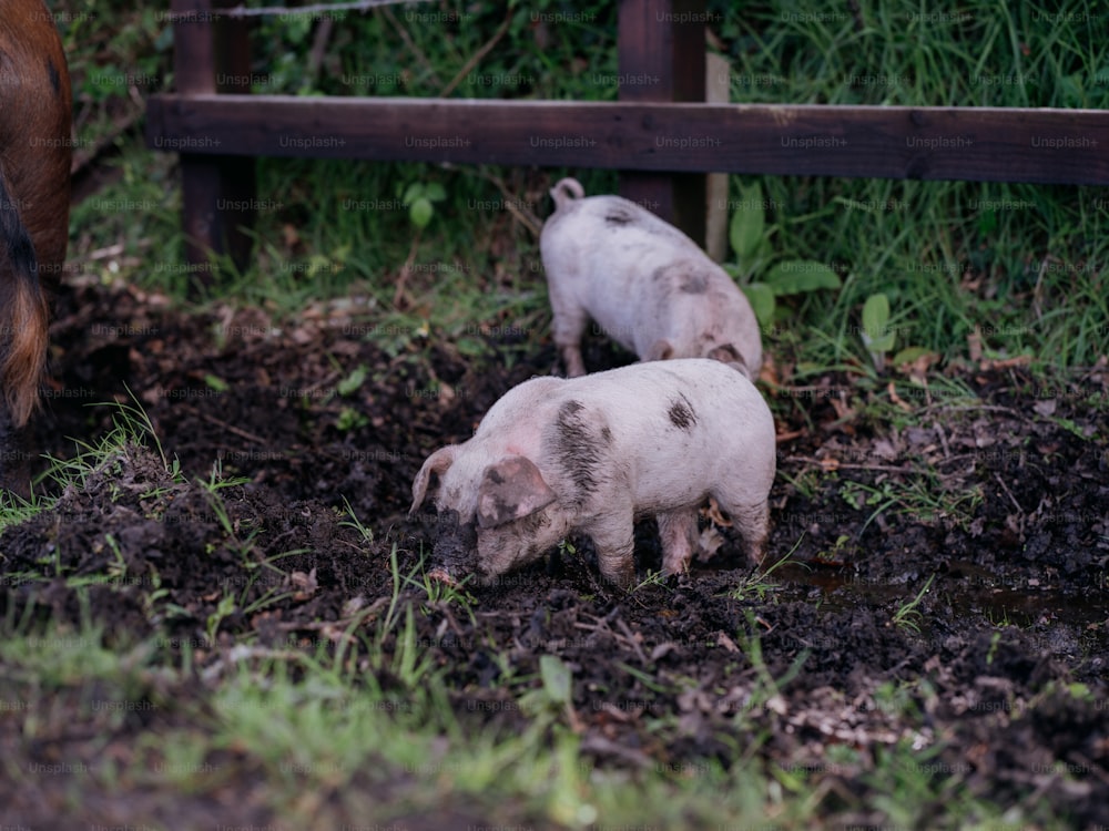 a couple of pigs standing on top of a dirt field