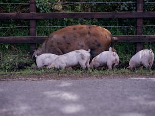 a group of pigs standing next to a fence