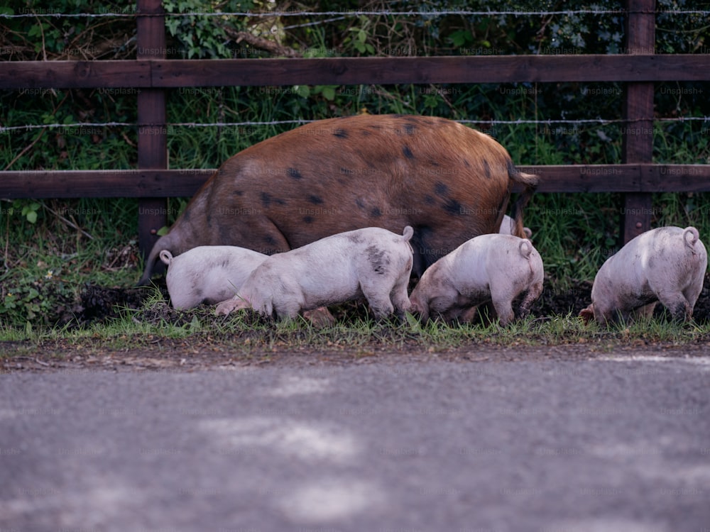 a group of pigs standing next to a fence