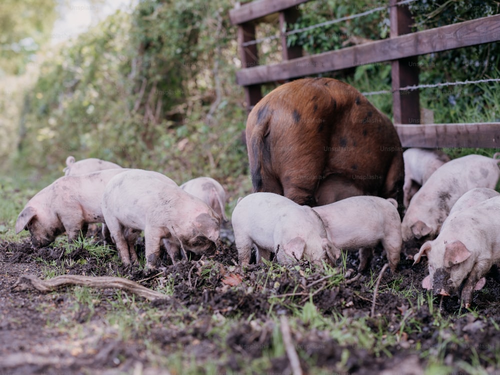 緑豊かな野原の上に立つ豚の群れ