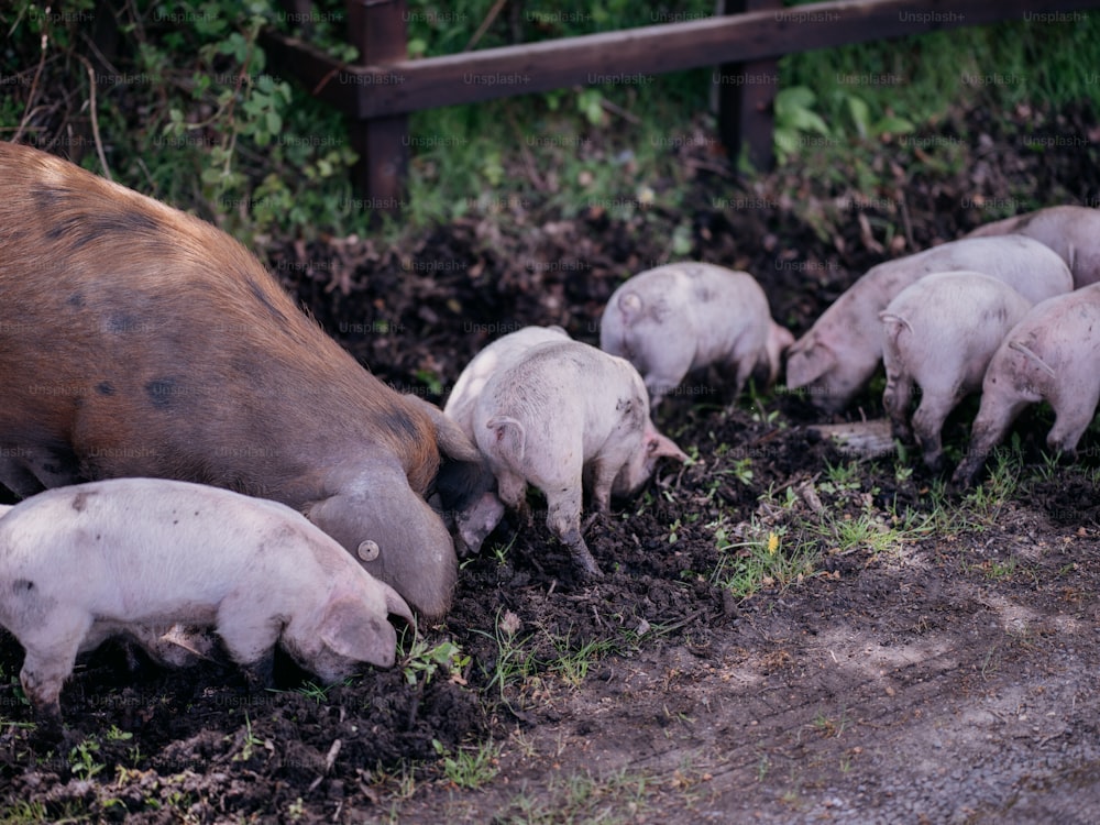 um rebanho de porcos pastando na grama ao lado de uma cerca de madeira