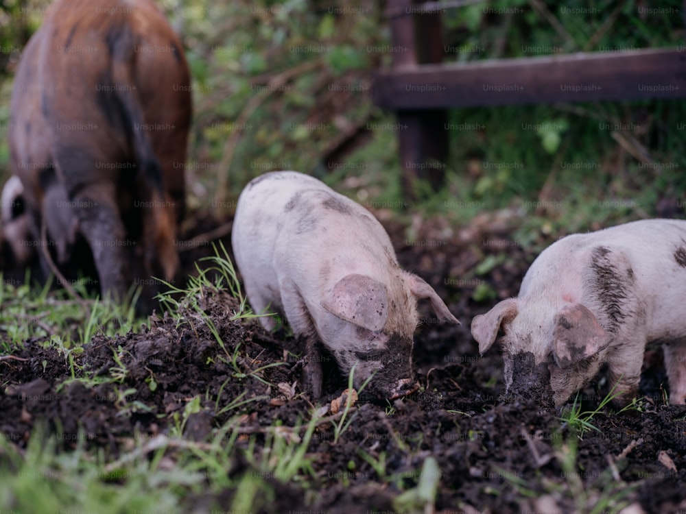 흙 속에 서있는 돼지 두 마리