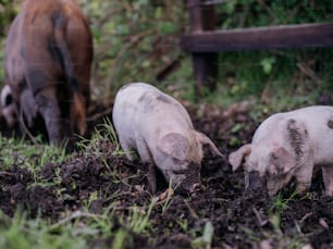 흙 속에 서있는 돼지 두 마리