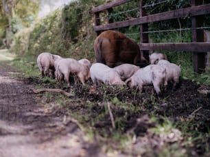 a herd of sheep standing next to a wooden fence
