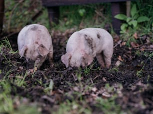 two baby pigs are standing in the dirt