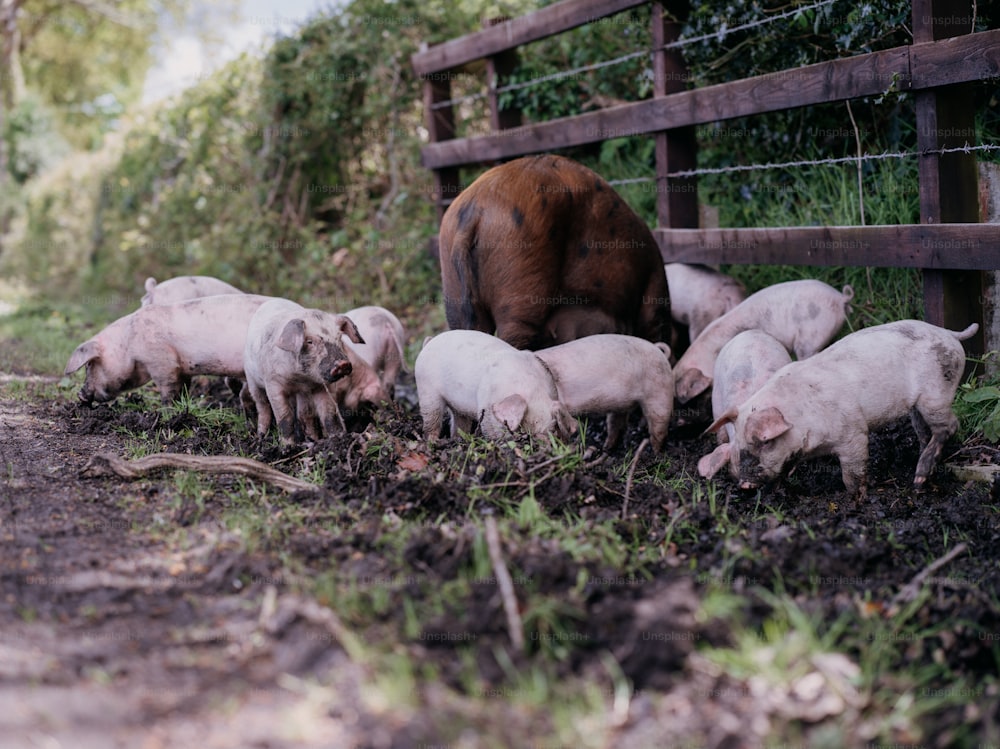 a herd of pigs standing next to a wooden fence