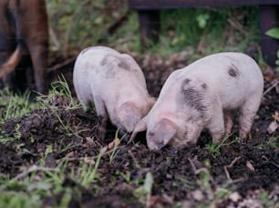 흙 속에있는 돼지 두 마리