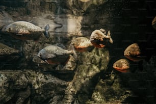 Eine Gruppe von Fischen, die in einem Aquarium schwimmen