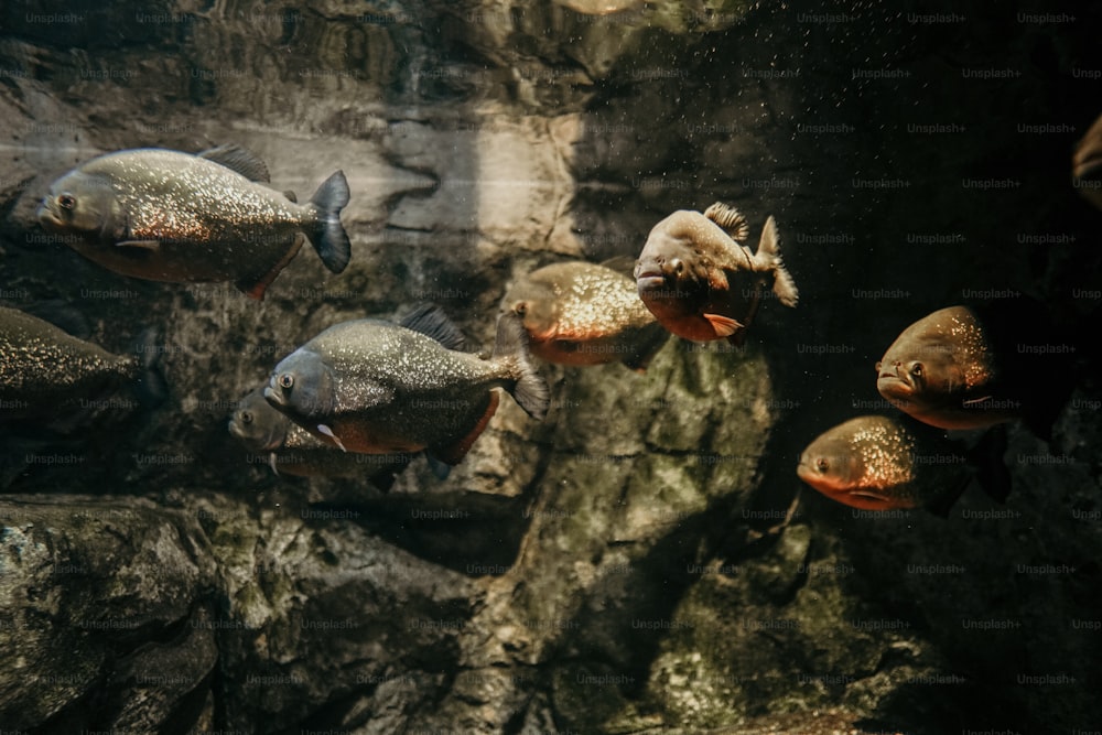 水族館で泳ぐ魚のグループ