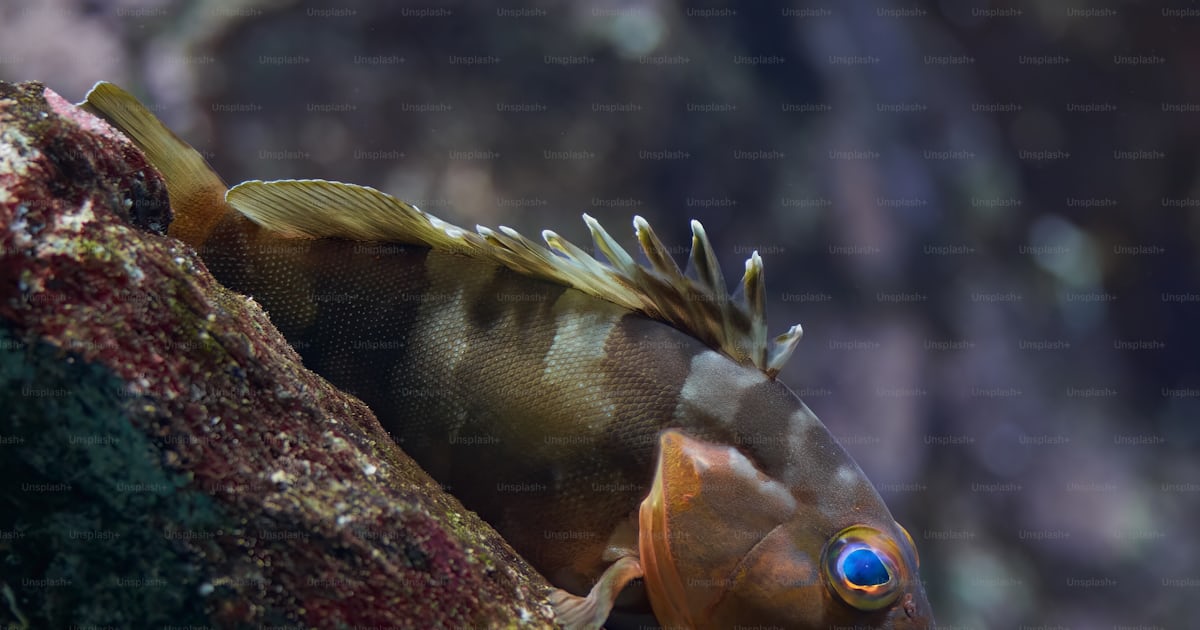 A close up of a fish on a tree branch photo – Fishes Image on Unsplash