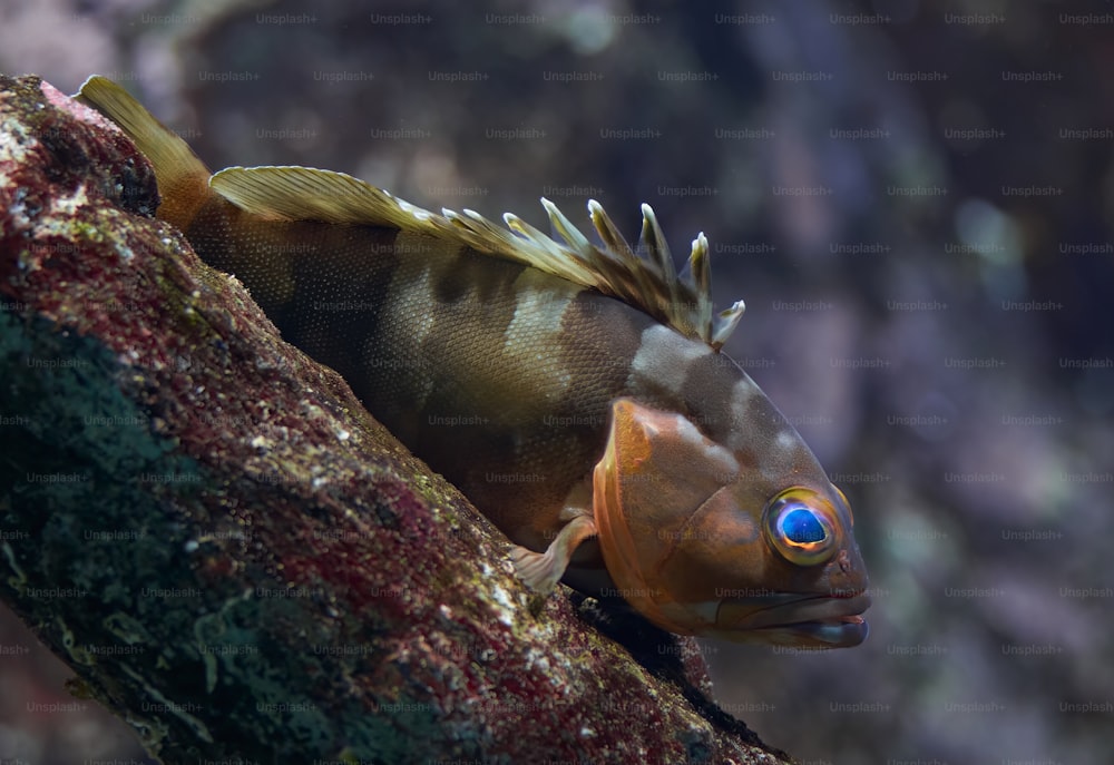 a close up of a fish on a tree branch