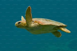uma tartaruga verde nadando no oceano