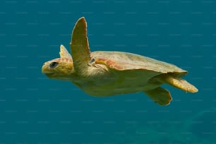 a green turtle swimming in the ocean