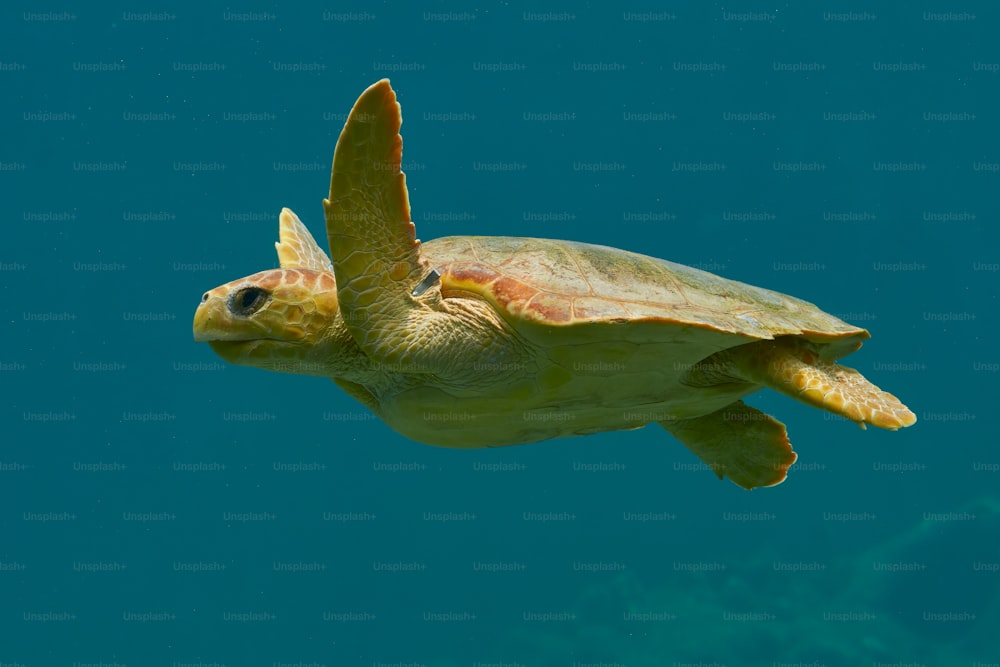 a green turtle swimming in the ocean